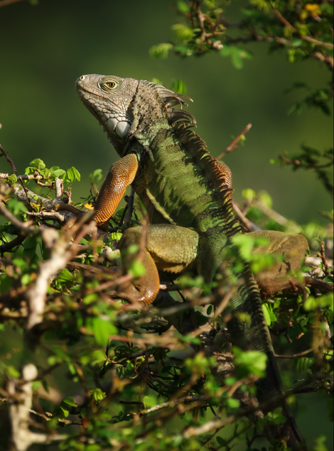 The green iguana is a common exotic pet that originates from Central and South America and has been released into the wild in the US.